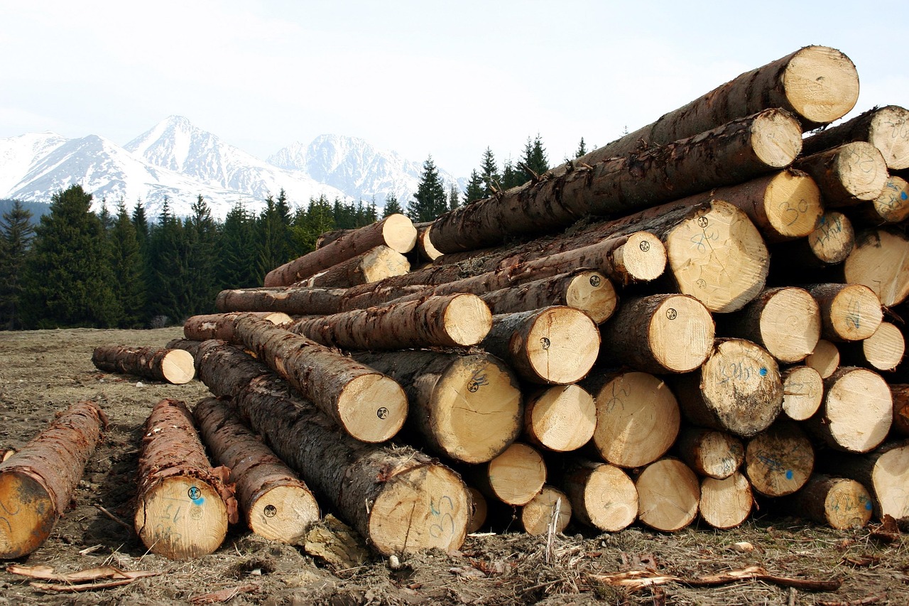 wood, high, tatry, calamity, excavation, logs, autumn, snowy, the snow